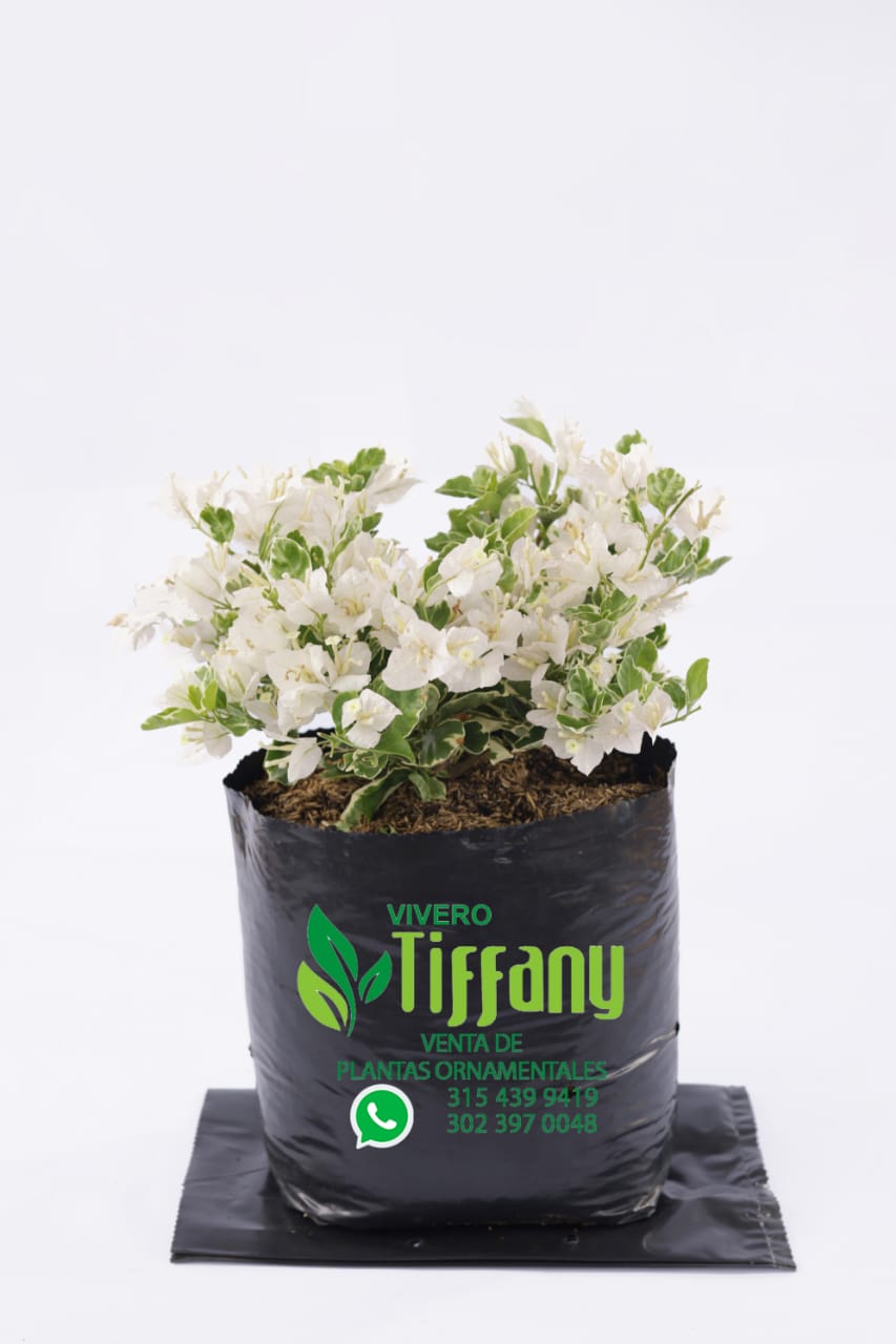 Veranera Juanita